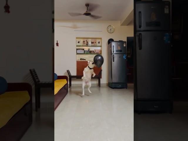 Blessy & Ballon #labrador #doglover #dog #cute #trending #love #shorts #youtubeshorts #viralvideo