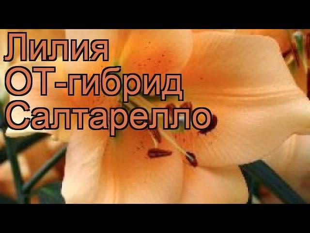 Лилия от-гибрид Салтарелло  обзор: как сажать, луковицы лилии Салтарелло