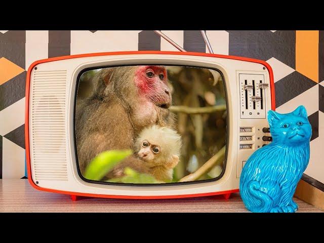 Hey! Daddy's cute baby monkey channel isn't so cute after all (part 1 of a series)