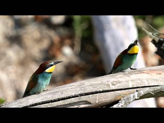 Sand Martin - Bird of the Year in Croatia