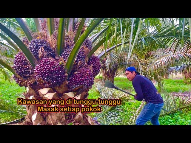 Panen pokok dodosan super keliling