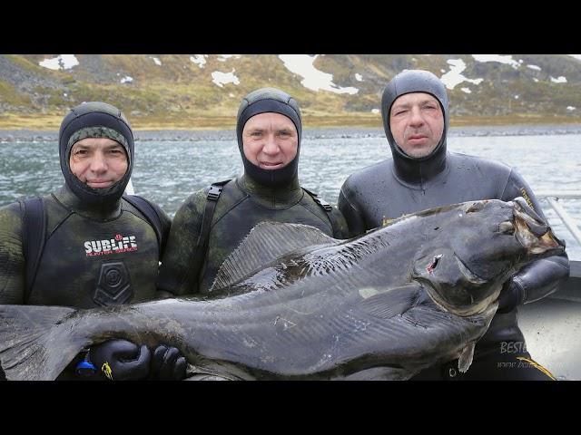 Подводная охота на зубатку и палтуса в  Норвегии.