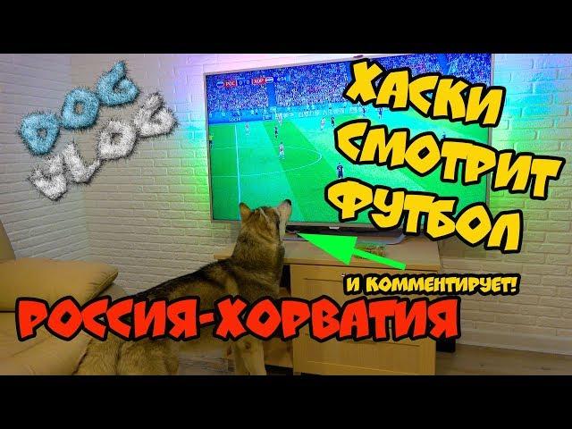 DOGVLOG: ХАСКИ СМОТРИТ ФУТБОЛ и комментирует матч РОССИЯ ХОРВАТИЯ. Говорящая собака