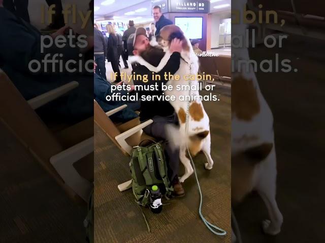 Travel Tips for You & Your Pet! ️