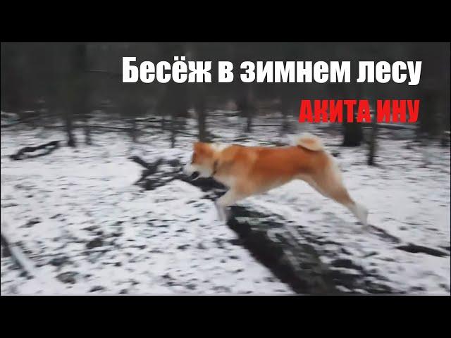 Бесёж в зимнем лесу. АКИТА ИНУ 1 год