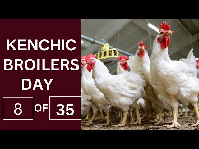 Kenchic Broilers Farming Day 8: Poultry Tips for the Eighth Day