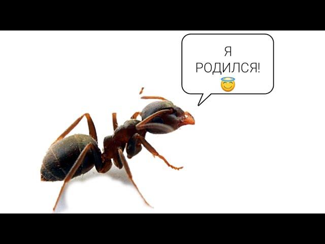 Lasius niger с нуля #3 Первое потомство и первое кормление.