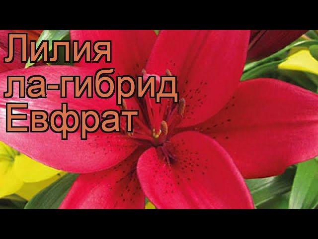 Лилия ла-гибрид Евфрат (lilium)  ла-гибрид лилия Евфрат обзор: как сажать, луковицы лилии Евфрат