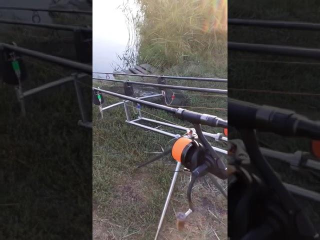 Разгоняется паровоз! Смотреть до конца!!! #shorts #carpfishing #рыбалка