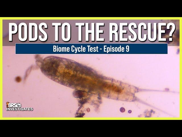 EP: 9 The Best Way to Wipe Out Reef Tank Uglies.. Can Copepods Solve the Problem Before They Start?