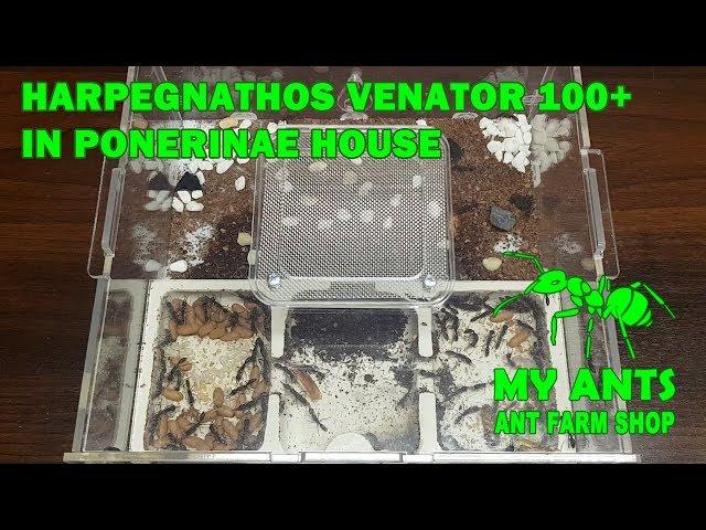 Ant Farm for Harpegnathos venator (ants 100+) (formicarium/nest for ants)