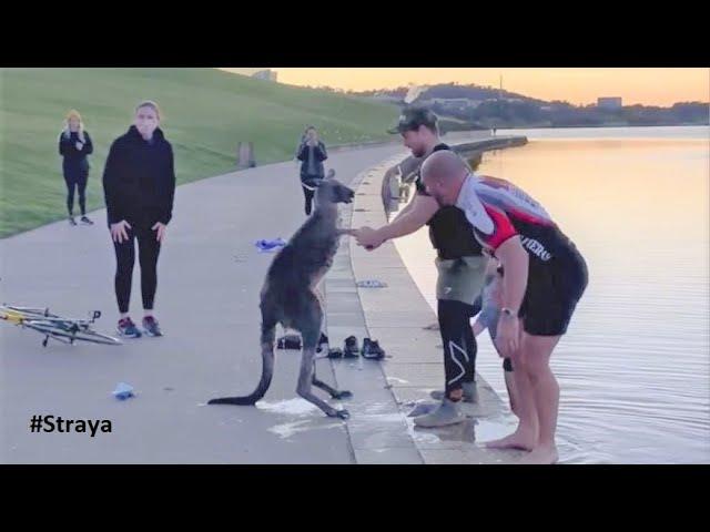 Kangaroo Shake Hands with Humans after being Saved (Australia)