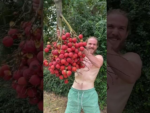 The Deadliest Fruit In The World