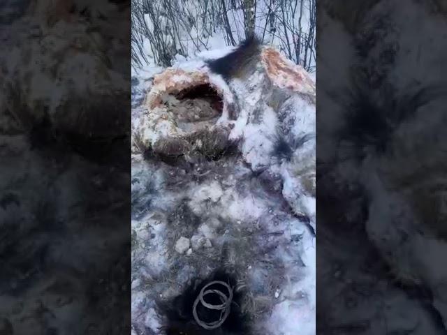 Вот что творят волки в Якутии.
