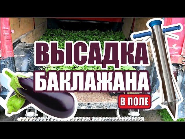 КАК ЛЕГКО ПОСАДИТЬ БАКЛАЖАН