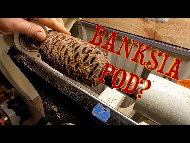 TURNING A Banksia Pod+Pacific Yew+Epoxy???