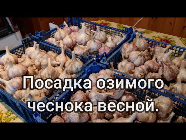 Сажаем озимый чеснок весной