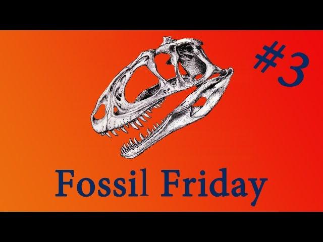 Fossil Friday - 'Sophie the Stegosaurus' - #FossilFriday