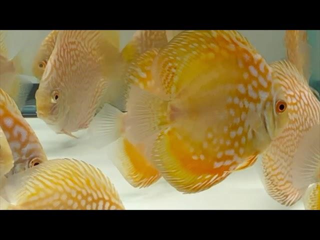 Golden Pigeon & Golden Panda Discus - December 2019 Shipment