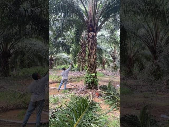 DETIK-DETIK PEMANEN KELAPA SAWIT  KENA SENGAT LEBAH