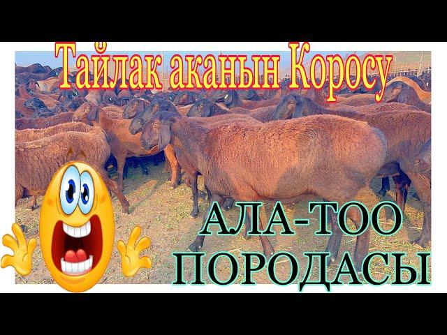 ЭШБОТОЕВ ТАЙЛАК АКАНЫН КОРОСУ ТОЛУК КОРОБУЗ @BARPYKG