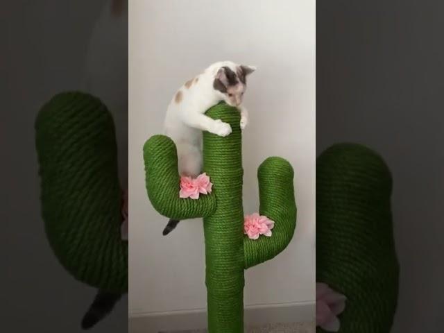 Introducing Kitty to Cactus