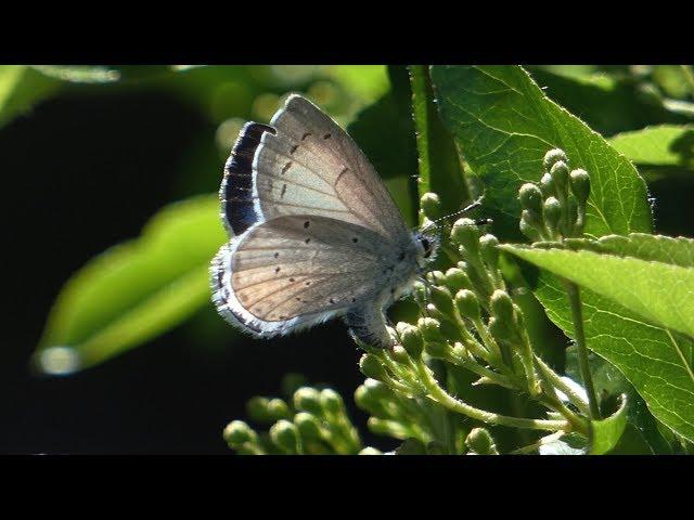 Brimstone, Holly Blue & Hummingbird Hawk egg laying