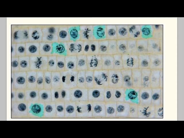 Mitotic index