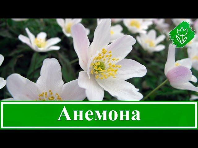 Анемоны – посадка и уход, выращивание в саду