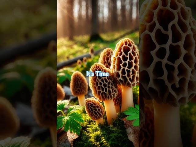 Morel mushroom Time #foraging #morels