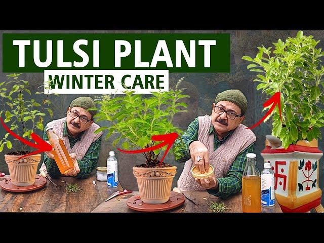 Tulsi Plant Care in Winter I  ऐसे बचाएं सर्दियों में तुलसी के पौधे को सूखने से #tulsi #basil