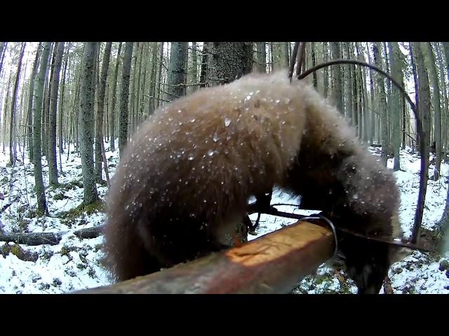 Marten hunting with traps (1) Trap CD-140. Cheskipd marten traps