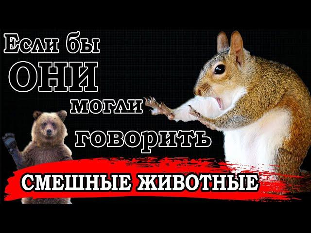 СМЕШНАЯ ОЗВУЧКА ЖИВОТНЫХ