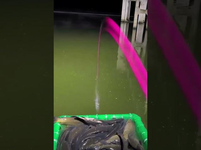 Рыбное место #рыбалка