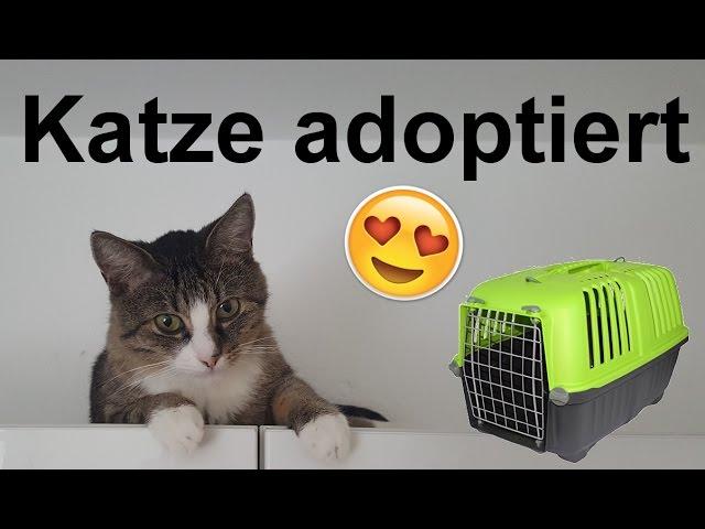 Katze aus Tierheim adoptiert! Einzug + Vergesellschaftung