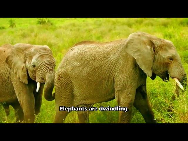 Secrets of the Elephants | Elephants National Geographic Facts By Discover Daily