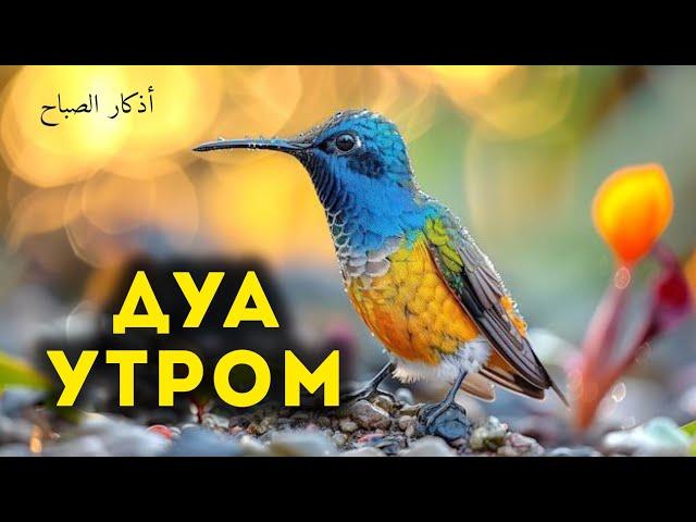 УТРЕННИЙ ДУА أذكار الصباح ЗАЩИТИТЬ ВАС ВЕСЬ ДЕНЬ | СЛУШАЙТЕ КАЖДОЕ УТРО!