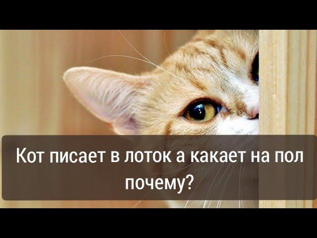 Кот писает в лоток а какает на пол почему?