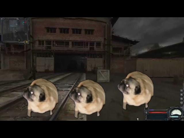 Pugs dance to the radio of bandits from stalker 10 hour