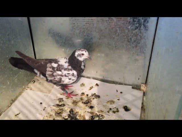 #Pigeons.Супер средства от всех болезней голубей.