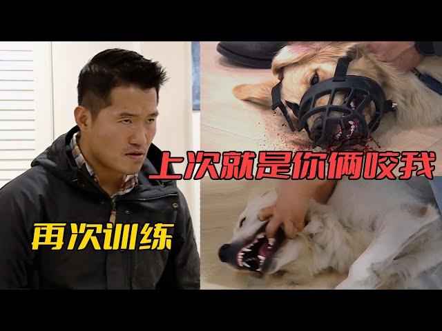 【合集】被訓犬師吊打過的金毛，後續真的有變化嗎？（補充訓練跳轉至21:55）