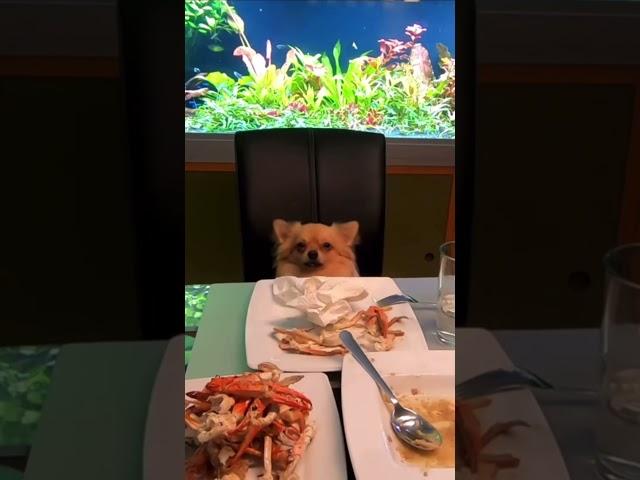 Can I join the mukbang mama? #chihuahua #shorts #mukbang