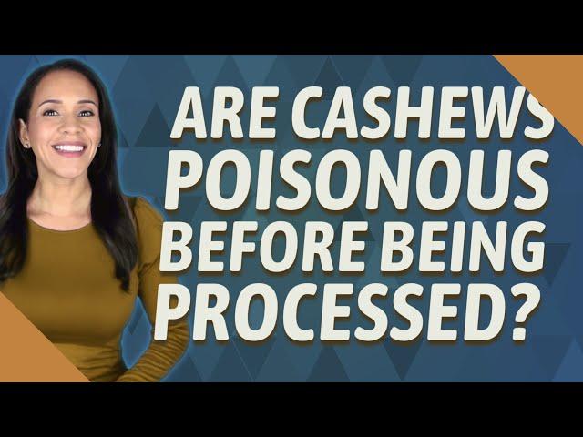 Are cashews poisonous before being processed?