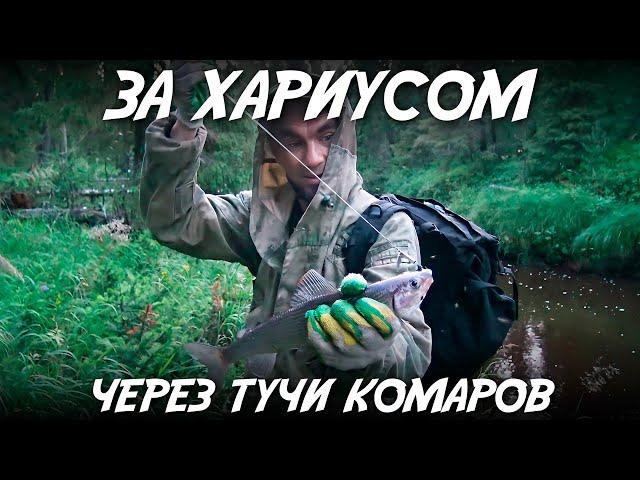 За хариусом через тучи комаров