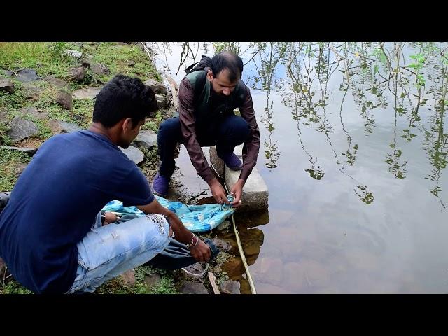 Rat snake vs Rat snake। Snakesaver Team AZN। दो सांपों की जबरदस्त भिड़ंत।