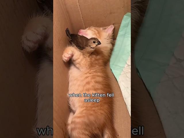 They go hand in hand. #healing #animals #cat #birds #warm #shortvideo