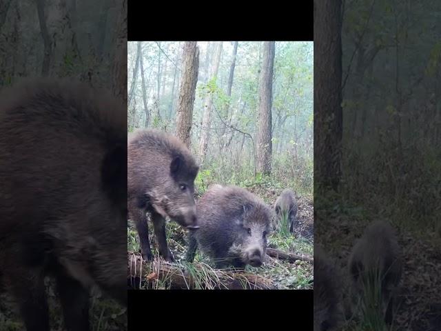 #shorts #wildlife #strong