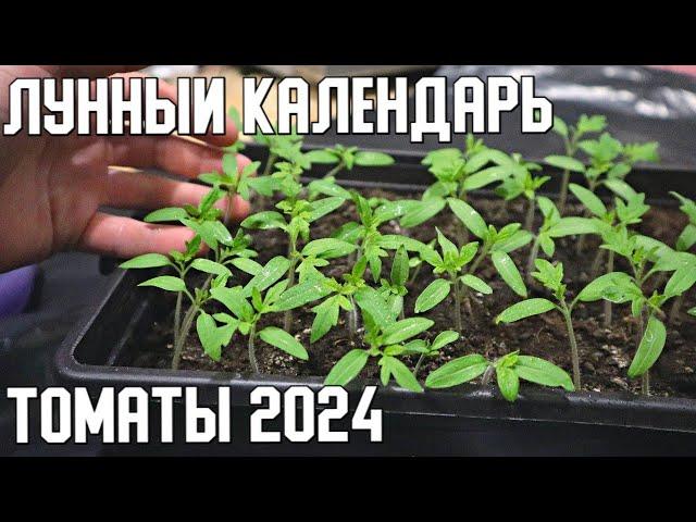 Лунный календарь посадки помидор в 2024 году. Посадите в эти дни для хорошего урожая.