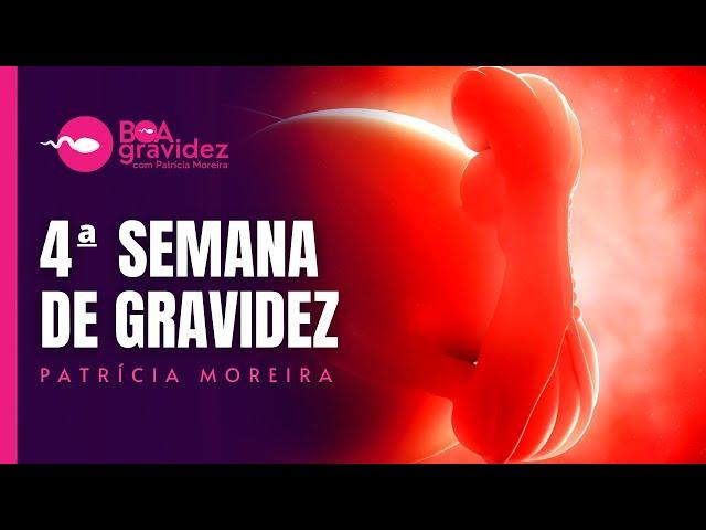 4 SEMANAS DE GRAVIDEZ - Gravidez Semana a Semana (Atualizada)