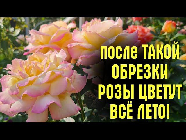 ОТЦВЕЛИ РОЗЫ? НЕ совершайте ОШИБОК! Обрежьте ИХ ПРАВИЛЬНО! Цветов БУДЕТ ЕЩЁ БОЛЬШЕ!